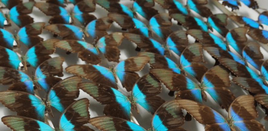 A drawer of pailio paranthus butterflies A drawer of pailio paranthus butterflies