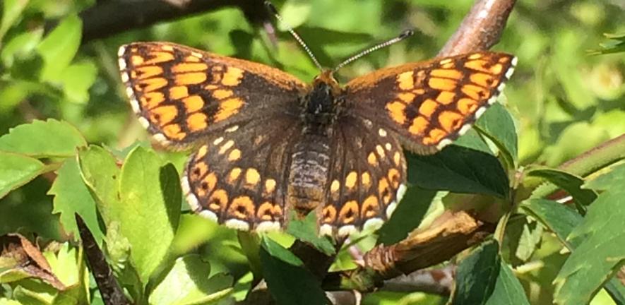 Duke of Burgundy Butterfly Duke of Burgundy Butterfly