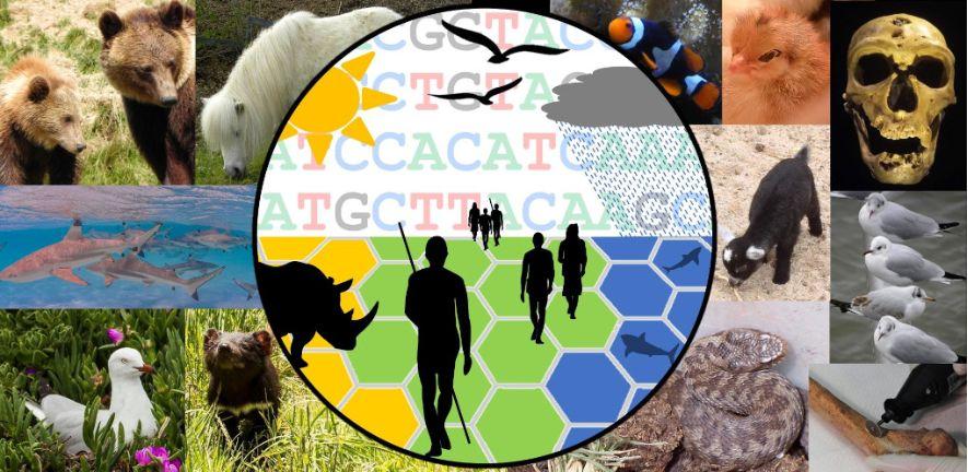 Evolutionary Ecology Group logo and collage of images of animals Evolutionary Ecology Group logo and collage of images of animals