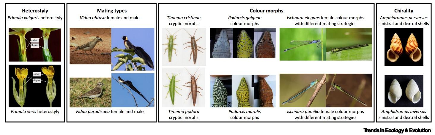 Examples of phenotypic trans-species polymorphisms Examples of phenotypic trans-species polymorphisms