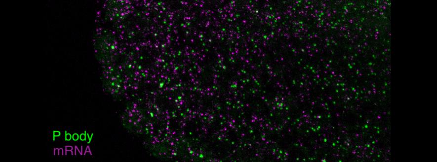 Exploring the formation and function of biomolecular condensates in early development High resolution microscope image of biomolecular condensates
