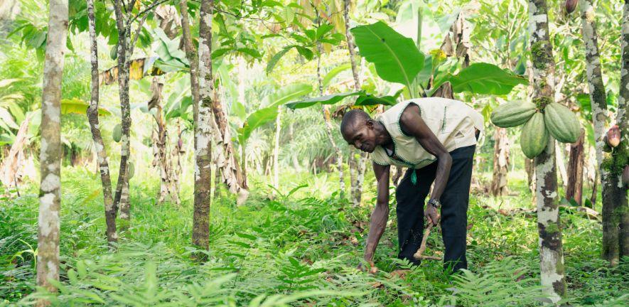 Image: The Gola Rainforest Project in Sierra Leone. This has limited leakage while slowing deforestation by supporting nearby farmers such as Mallo Samah to increase their yields and get higher prices for their cocoa. Photo credit: Michael Duff, © RSPB-im Image: The Gola Rainforest Project in Sierra Leone. This has limited leakage while slowing deforestation by supporting nearby farmers such as Mallo Samah to increase their yields and get higher prices for their cocoa. Photo credit: Michael Duff, © RSPB-im