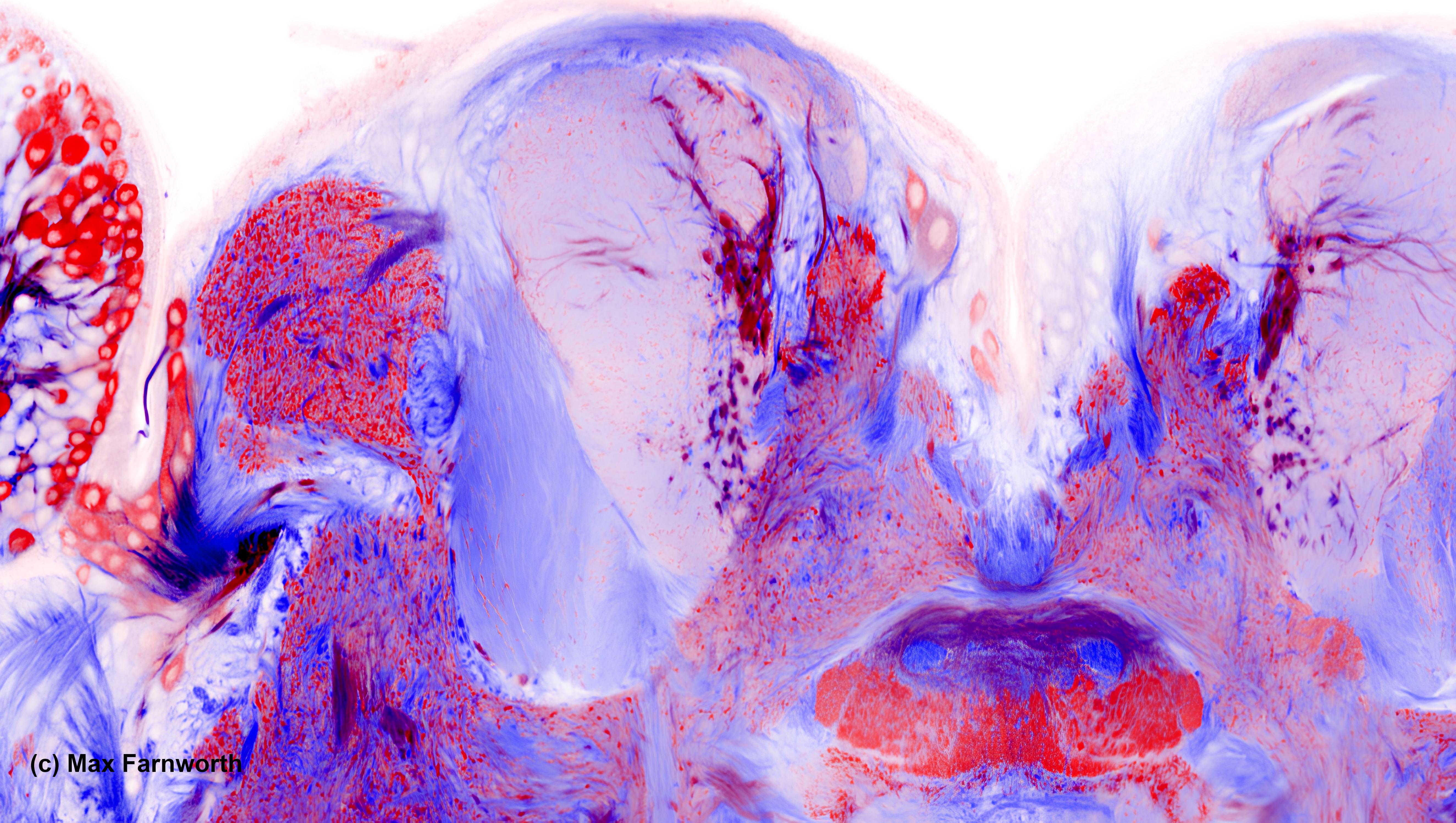 A Heliconius brain showing a cross section through the mushroom body lobes. Blue indicates tubulin, red indicates GAD, an enzyme involved in the production of the neurotransmitter, GABA.