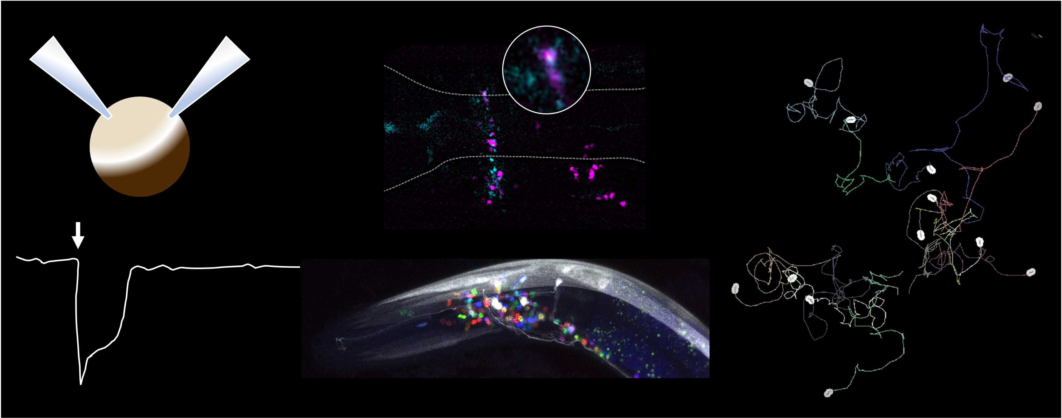 Overview of project techniques (left to right): Two electrode voltage clamp to characterise novel receptors, Confocal and expansion microscopy to localise receptors, animal tracking and behavioural experiments to understand the role of receptors in vivo. Overview of project techniques (left to right): Two electrode voltage clamp to characterise novel receptors, Confocal and expansion microscopy to localise receptors, animal tracking and behavioural experiments to understand the role of receptors in vivo.