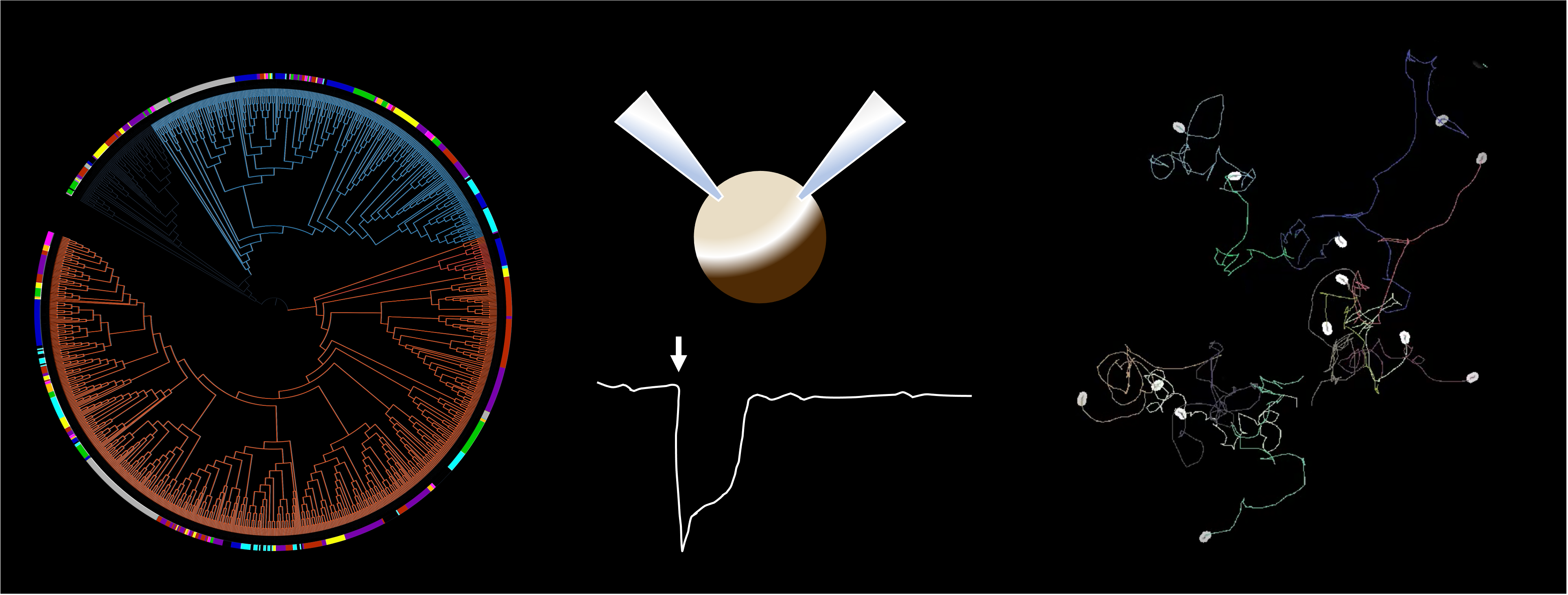 Overview of project techniques (left to right): Phylogenetics, two electrode voltage clamp to characterise novel receptors, animal tracking and behavioural experiments to understand the role of receptors in vivo. Overview of project techniques (left to right): Phylogenetics, two electrode voltage clamp to characterise novel receptors, animal tracking and behavioural experiments to understand the role of receptors in vivo.