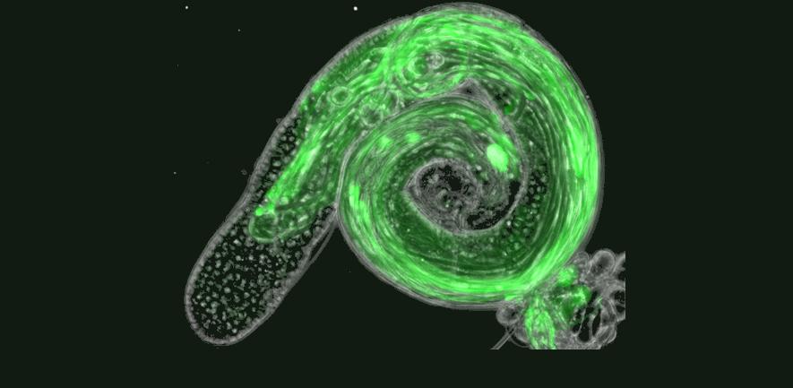 The magnificent glow of fly testes