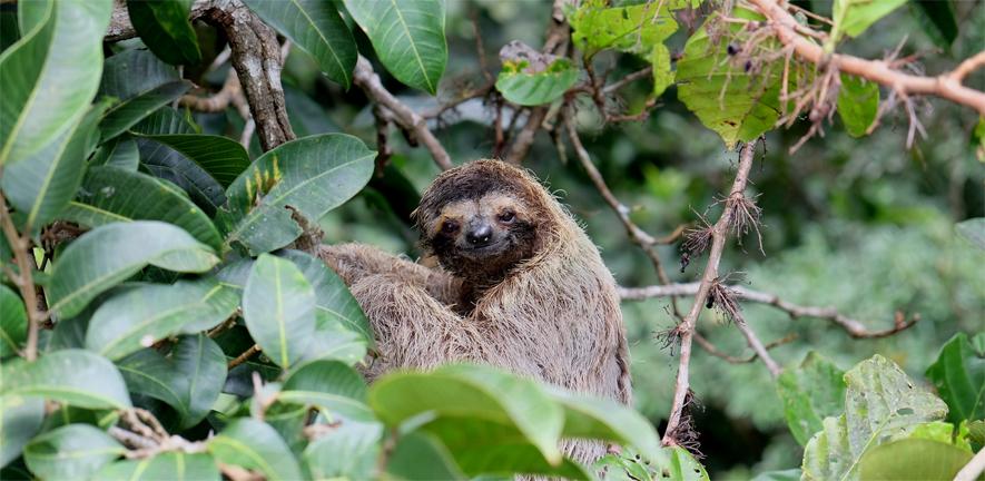 Sloth in Panama, courtesy of Matthew Lewis