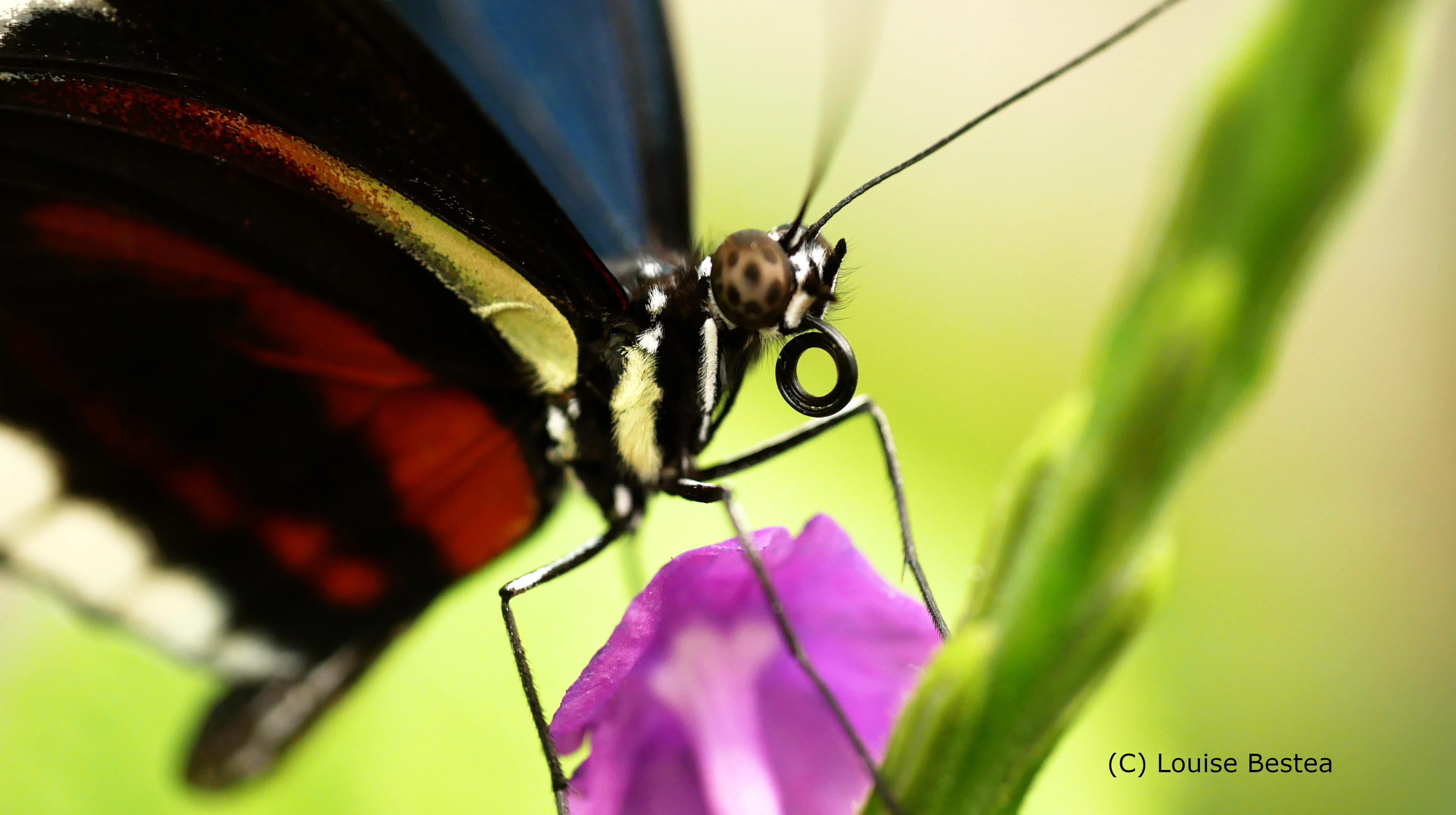 Heliconius cydno; photo by Louise Bestea
