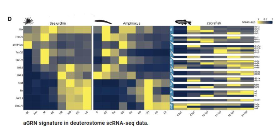 aGRN signature in deuterostome scRNA-seq data. aGRN signature in deuterostome scRNA-seq data.