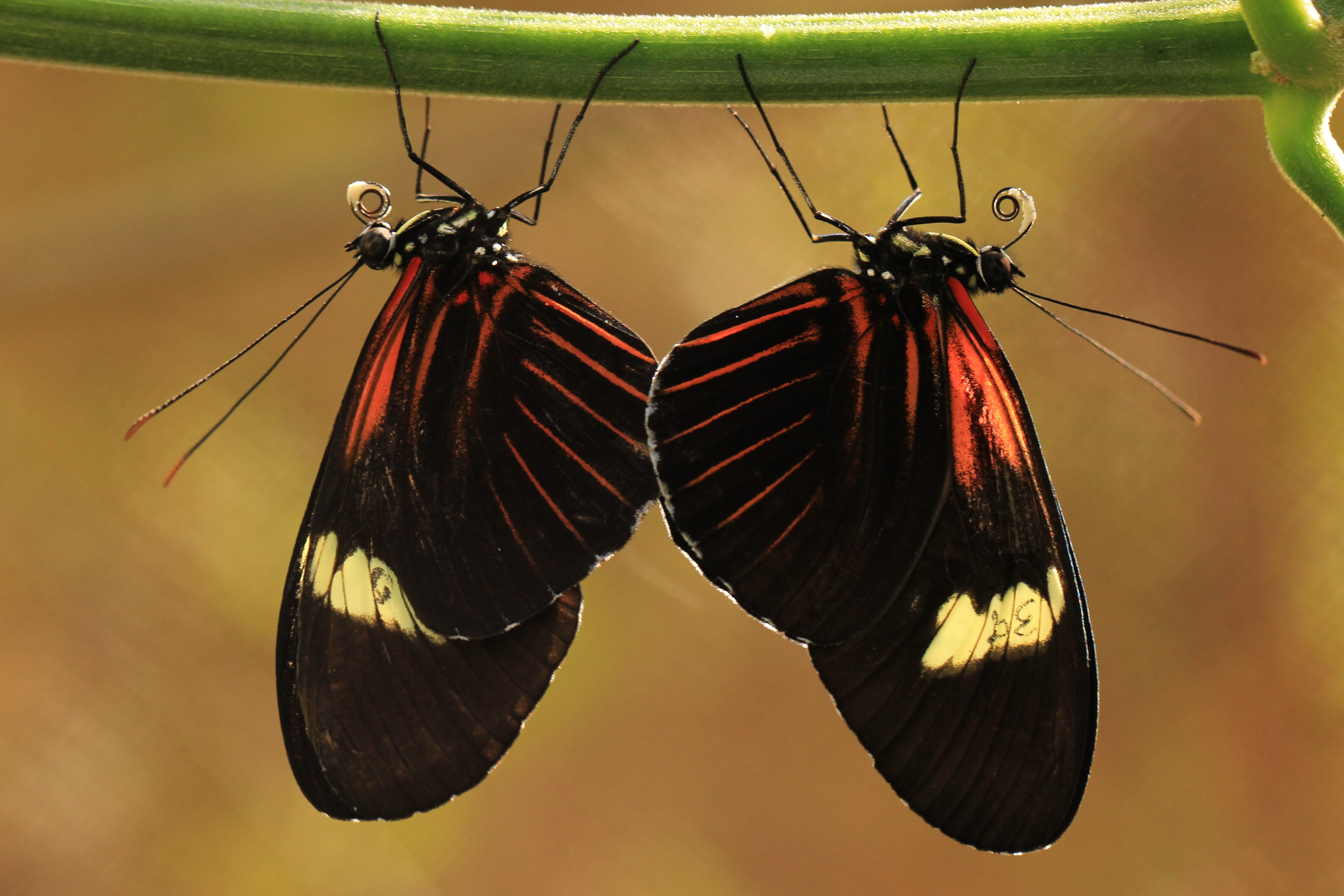 Heliconius timareta Heliconius timareta