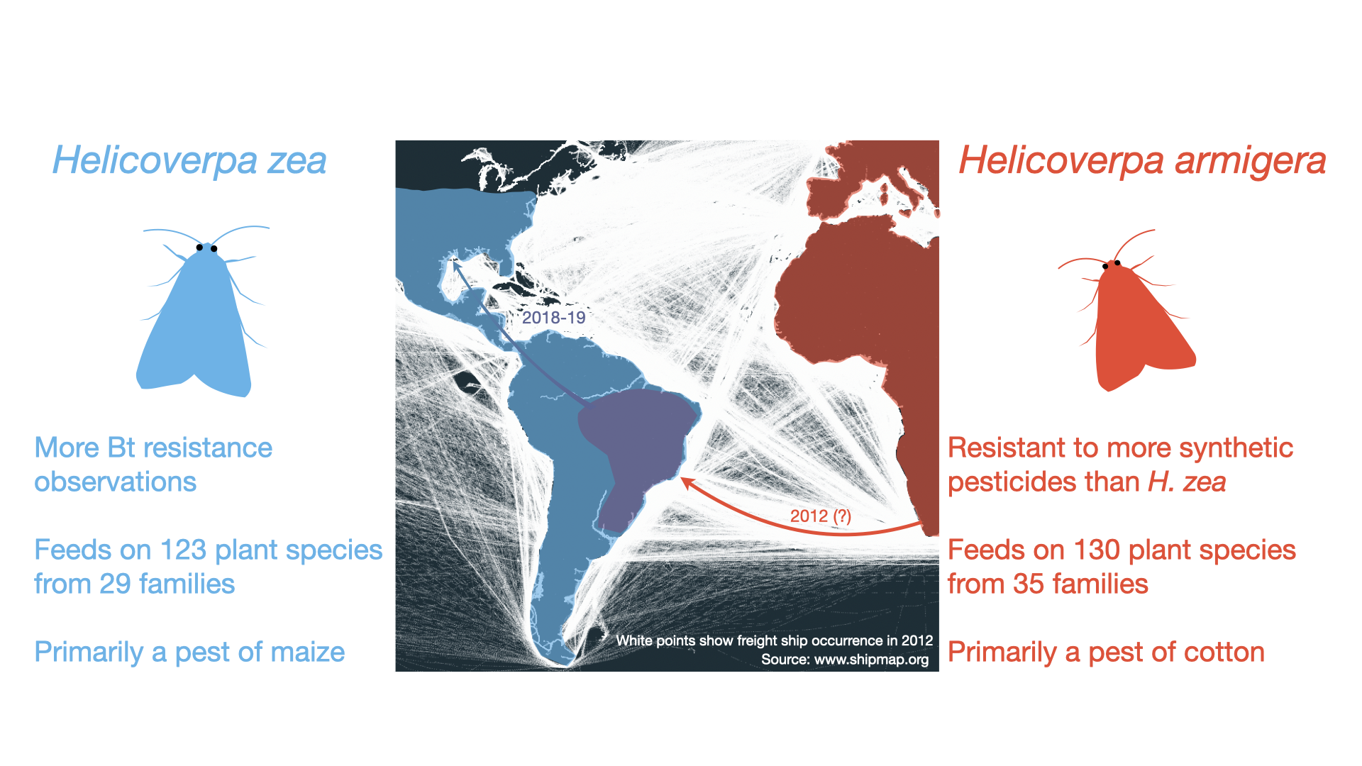 Spread of Helicoverpa armigera (red) into South America. The native range of H. zea is shown in blue. The individuals from the admixed population (purple) have spread into North America. White points in the central panel show freight ship occurrence in 20 Spread of Helicoverpa armigera (red) into South America. The native range of H. zea is shown in blue. The individuals from the admixed population (purple) have spread into North America. White points in the central panel show freight ship occurrence in 20