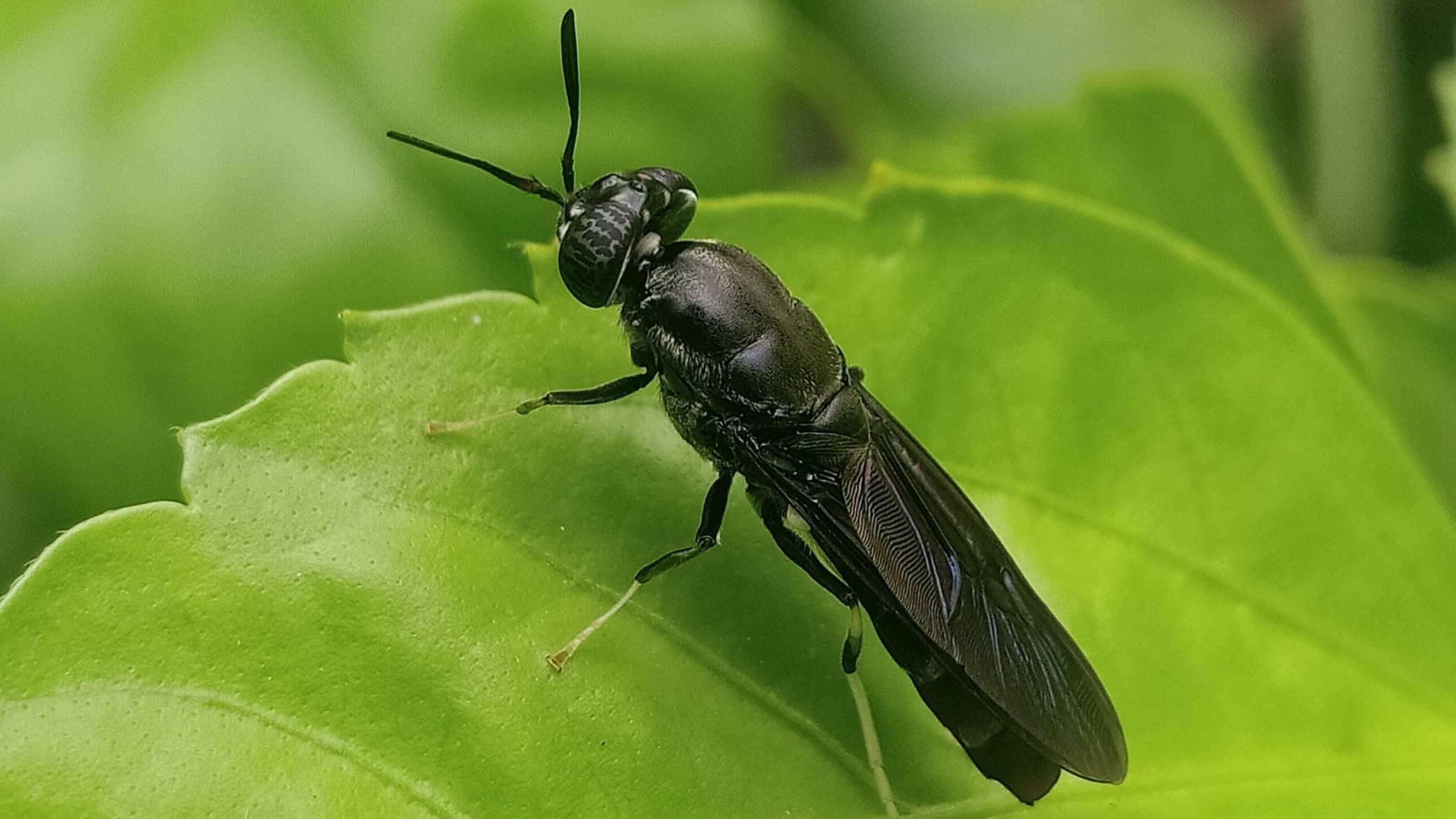Black soldier fly Hermetia illucens Black soldier fly Hermetia illucens
