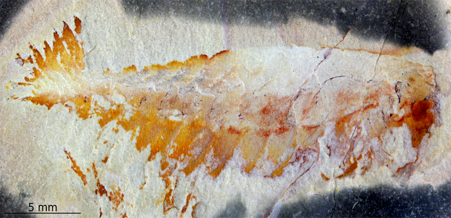 Utaurora comosa from the Wheeler Formation, Utah, USA (Cambrian: Drumian). Holotype and only known specimen, accessioned at the Division of Invertebrate Paleontology in the Biodiversity Institute at the University of Kansas. Photograph by S. Pates. Utaurora comosa from the Wheeler Formation, Utah, USA (Cambrian: Drumian). Holotype and only known specimen, accessioned at the Division of Invertebrate Paleontology in the Biodiversity Institute at the University of Kansas. Photograph by S. Pates.