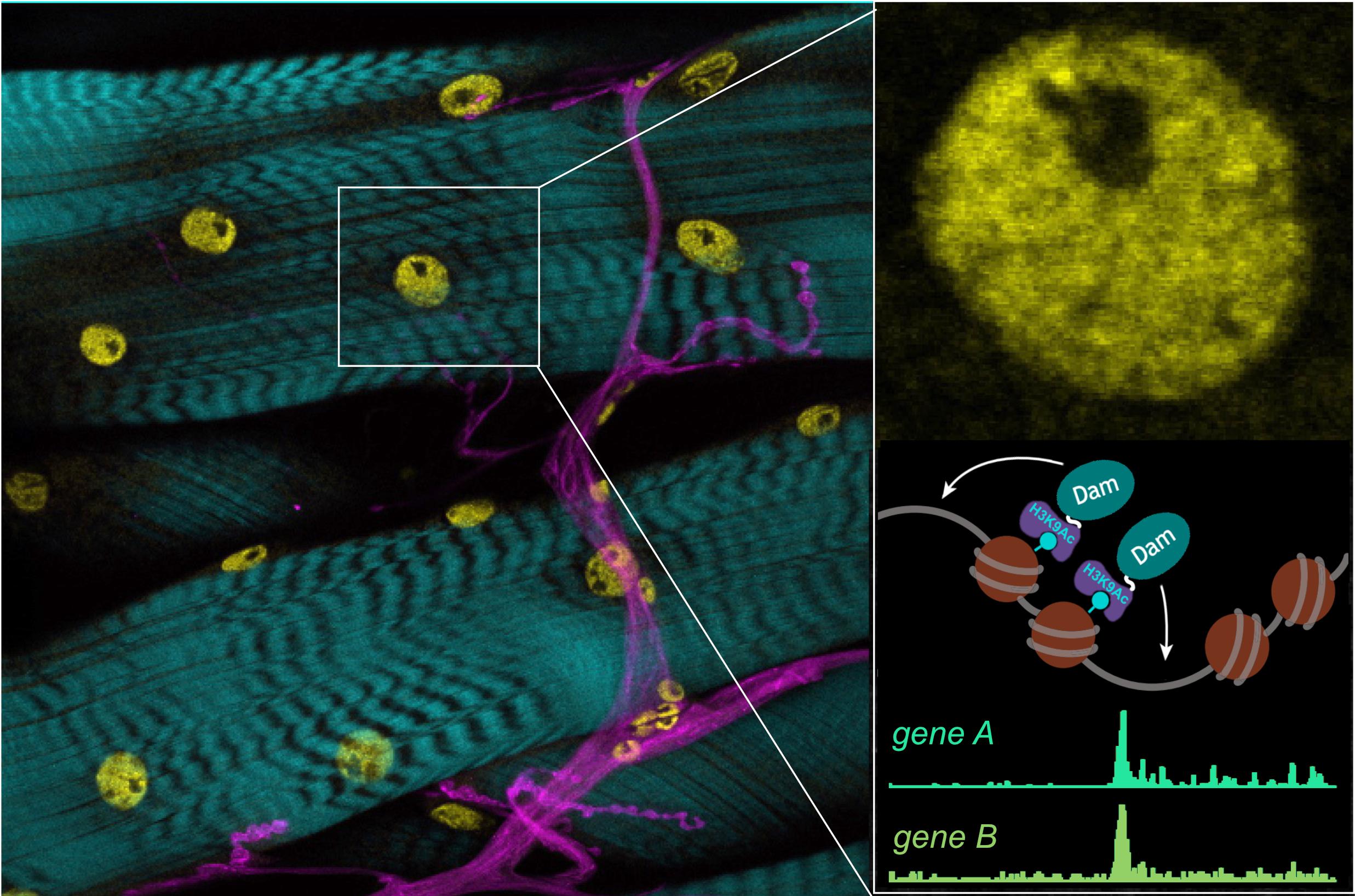 Epigenetic marks in muscle nuclei (yellow), with nerves (magenta) and actin (cyan). Enlarged inset shows muscle nucleus and illustrates Chromatin-DamID strategy. Epigenetic marks in muscle nuclei (yellow), with nerves (magenta) and actin (cyan). Enlarged inset shows muscle nucleus and illustrates Chromatin-DamID strategy.