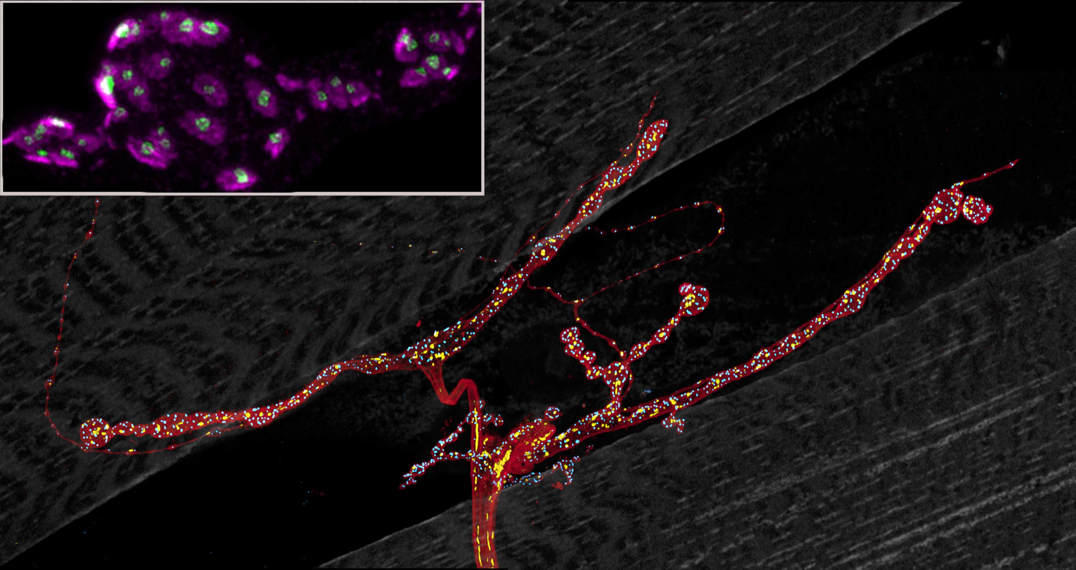 Neuromuscular junction in the Drosophila larva. Motorneuron terminal size (brown), number of synaptic release sites (blue) and of mitochondria (yellow) are all regulated by ROS signals. Inset shows STED super-resolution image of postsynaptic receptor fiel Neuromuscular junction in the Drosophila larva. Motorneuron terminal size (brown), number of synaptic release sites (blue) and of mitochondria (yellow) are all regulated by ROS signals. Inset shows STED super-resolution image of postsynaptic receptor fiel