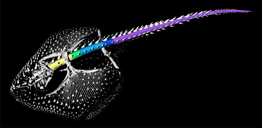 CT scan of a skate shown in lateral view and colour-coded the different regions of the backbone CT scan of a skate shown in lateral view and colour-coded the different regions of the backbone