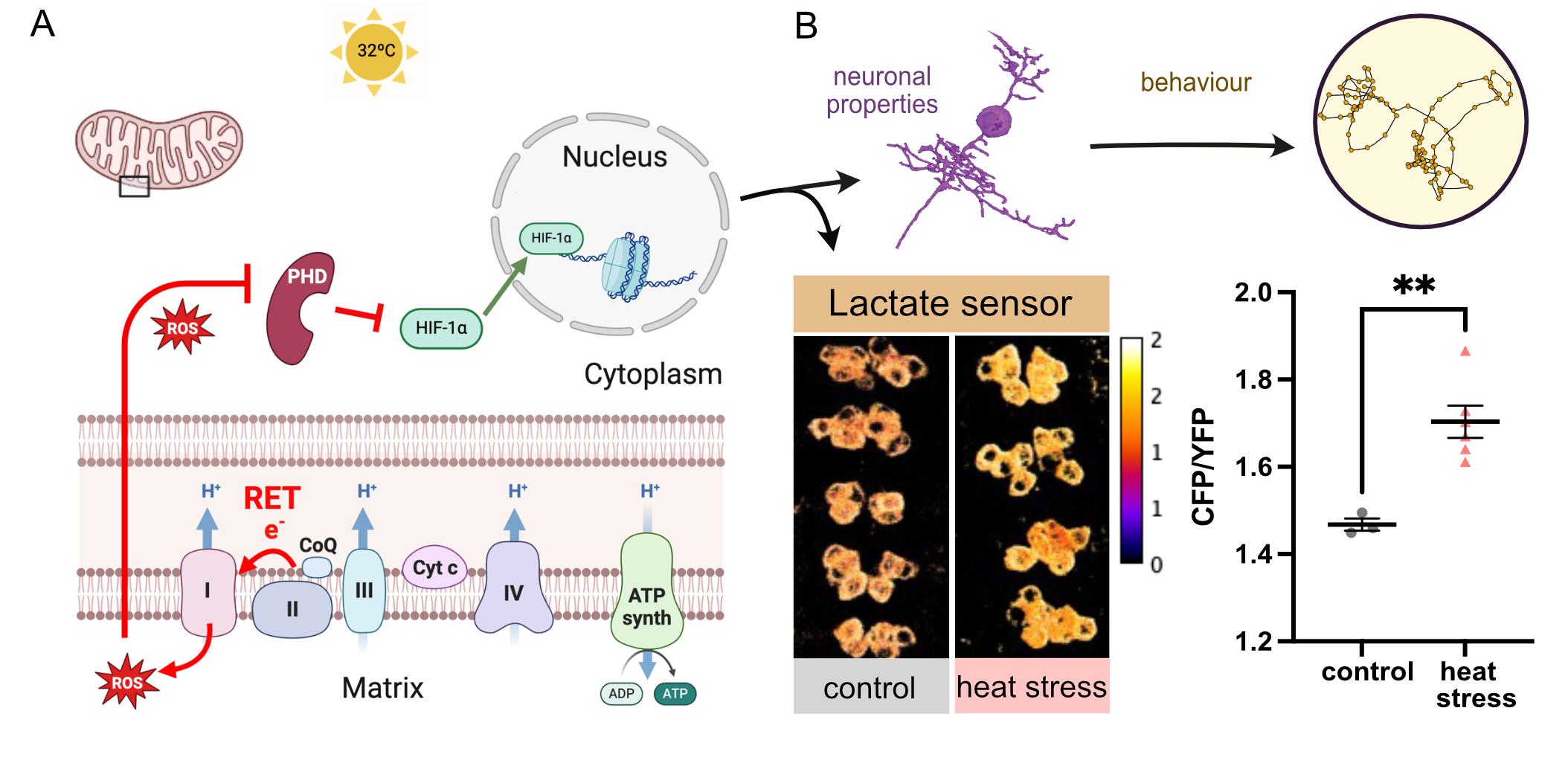 Heat stress experienced during (but not outside) the embryonic critical period (17-19hrs) causes lasting mal-adjustment of the nervous system, making animals seizure prone. The primary signal are mitochondrial reactive oxygen species (ROS), elevated by he