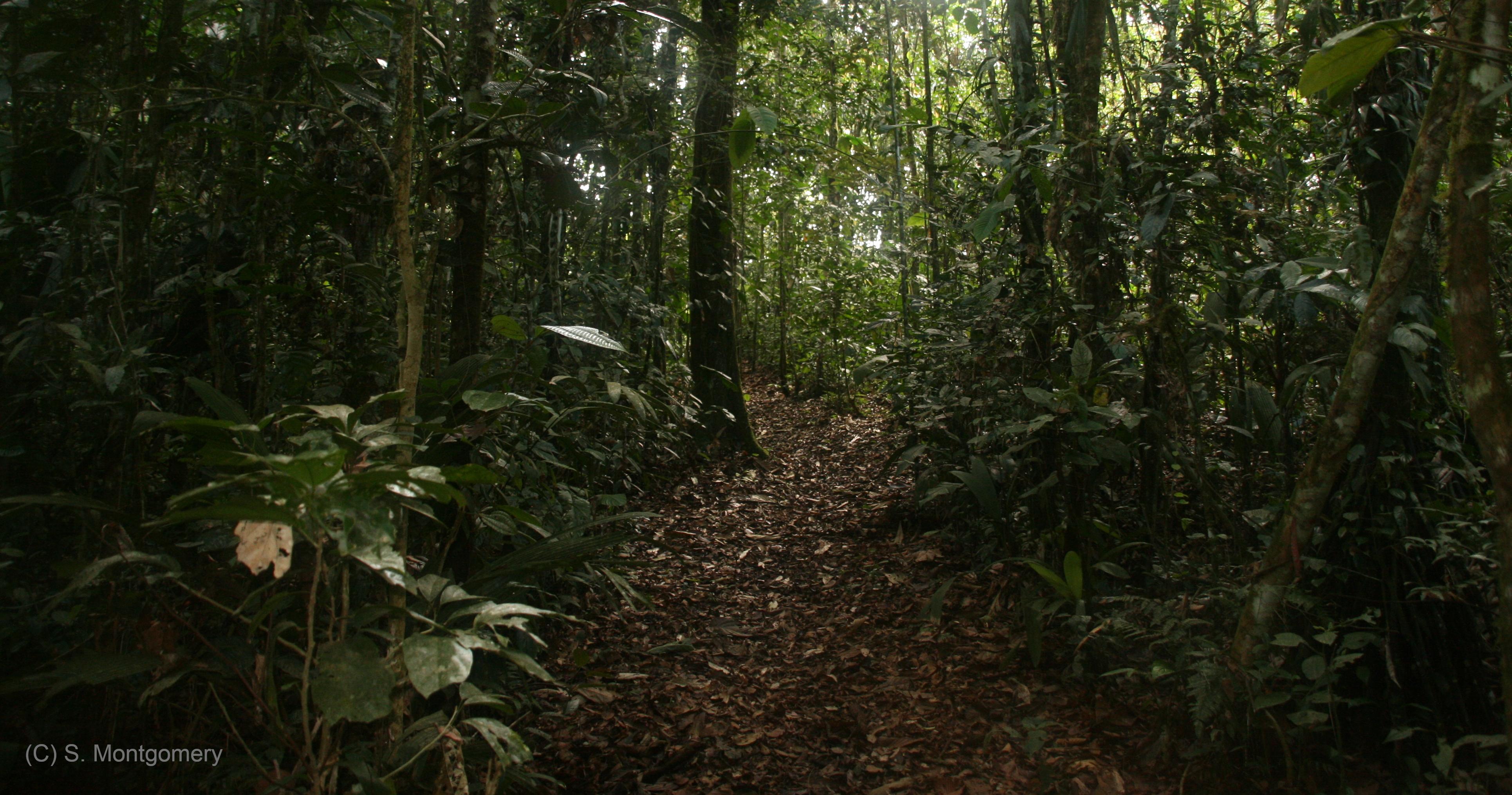 Light breaking through the canopy to the forest floor in Yasuní National Park, Ecuador.