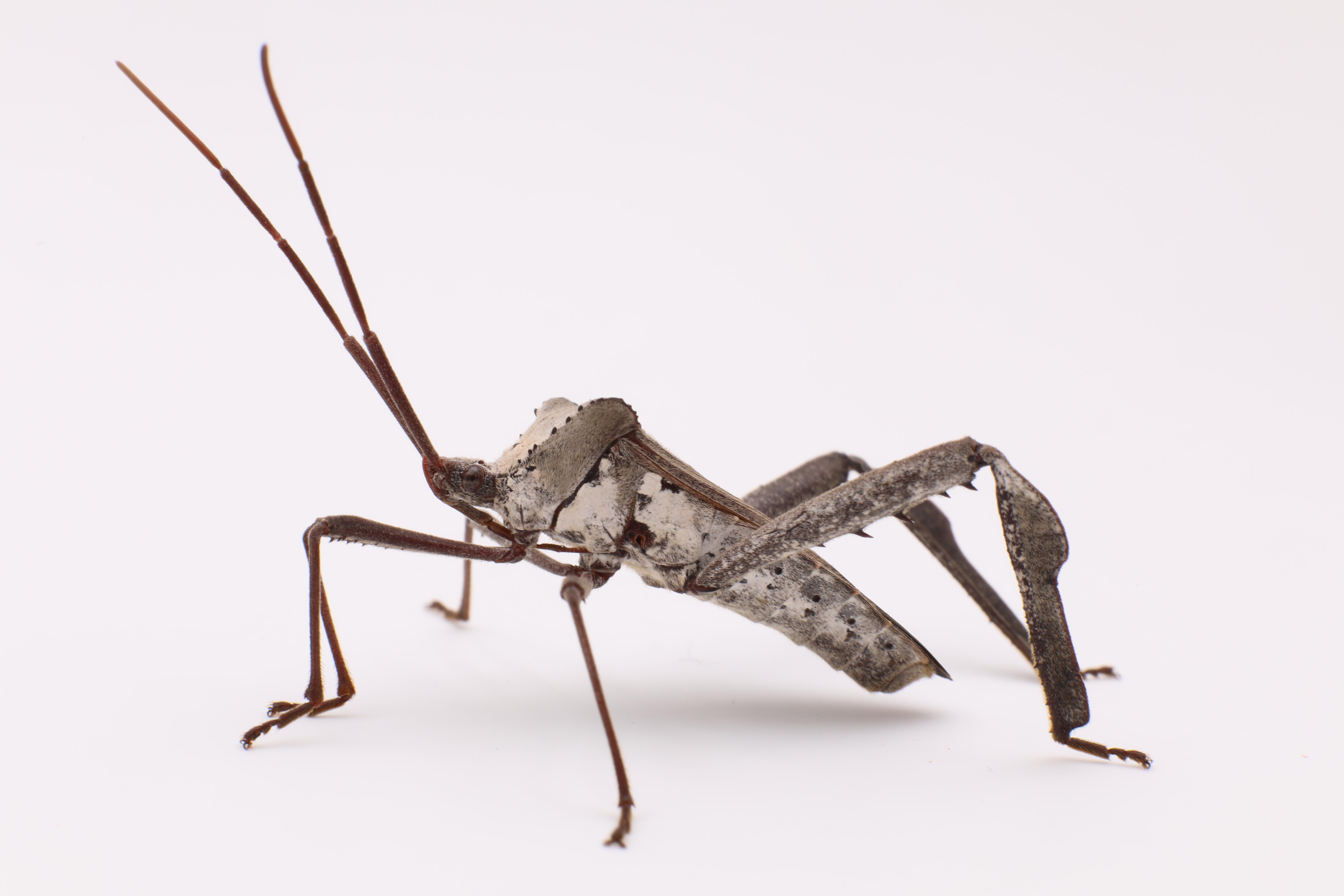 Acanthocephala declivis, a hemipteran insect in the family Coreidae. Photo by CWMiller. Acanthocephala declivis, a hemipteran insect in the family Coreidae. Photo by CWMiller.