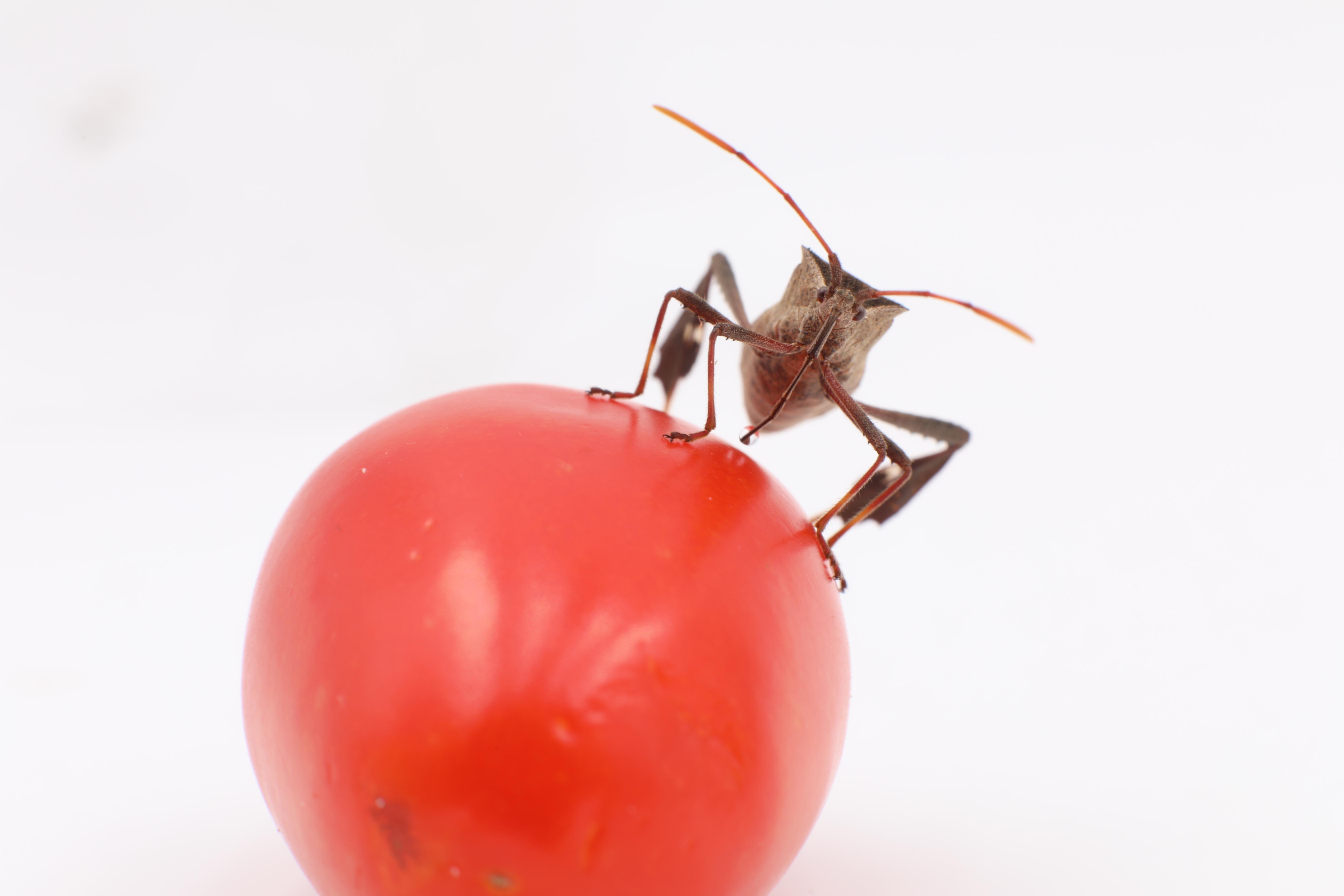 The leaf-footed bug, Leptoglossus zonatus, on tomato The leaf-footed bug, Leptoglossus zonatus, on tomato