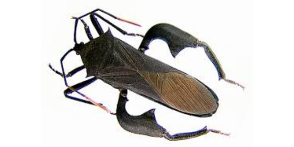 Anoplocnemis curvipes (giant coreid bug) ©Georg Goergen/IITA Insect Museum, Cotonou, Benin Anoplocnemis curvipes (giant coreid bug) ©Georg Goergen/IITA Insect Museum, Cotonou, Benin