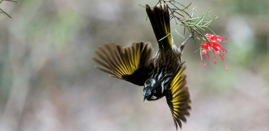 New Holland honeyeater in flight (c) Jessica McLachlan New Holland honeyeater in flight (c) Jessica McLachlan