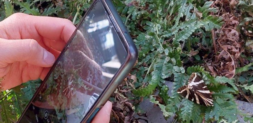 Someone using their phone to take a picture of a jersey tiger moth Someone using their phone to take a picture of a jersey tiger moth