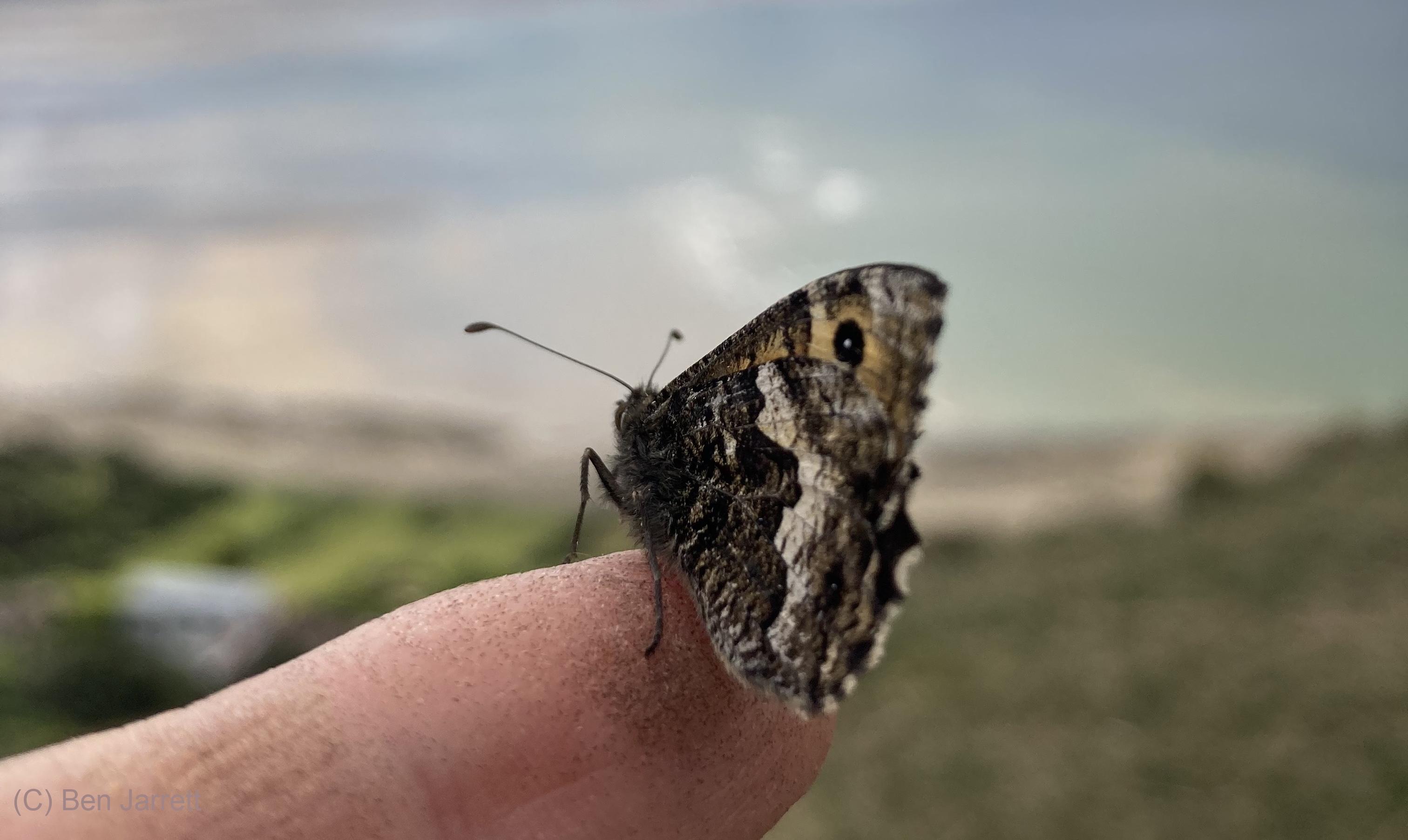 A Great Orme Grayling, Hipparchia semele semele, on Ben Jarrett's finger.