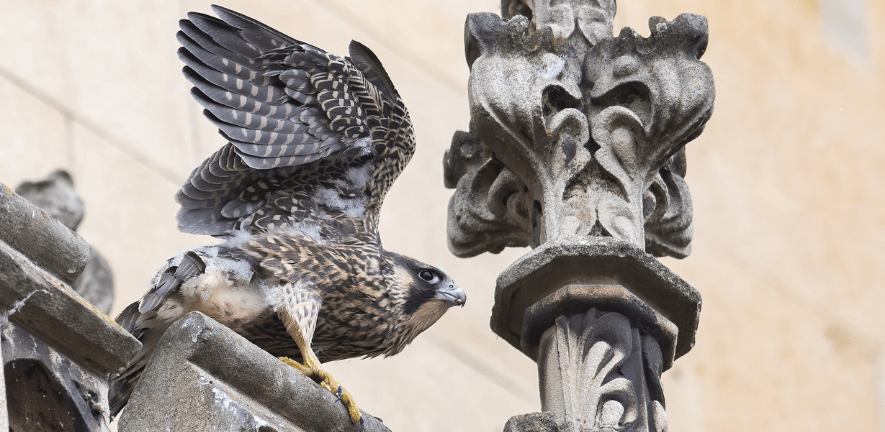 Peregrine falcon on the Pitt Building in Cambridge photo by Daniel Field Peregrine falcon on the Pitt Building in Cambridge photo by Daniel Field
