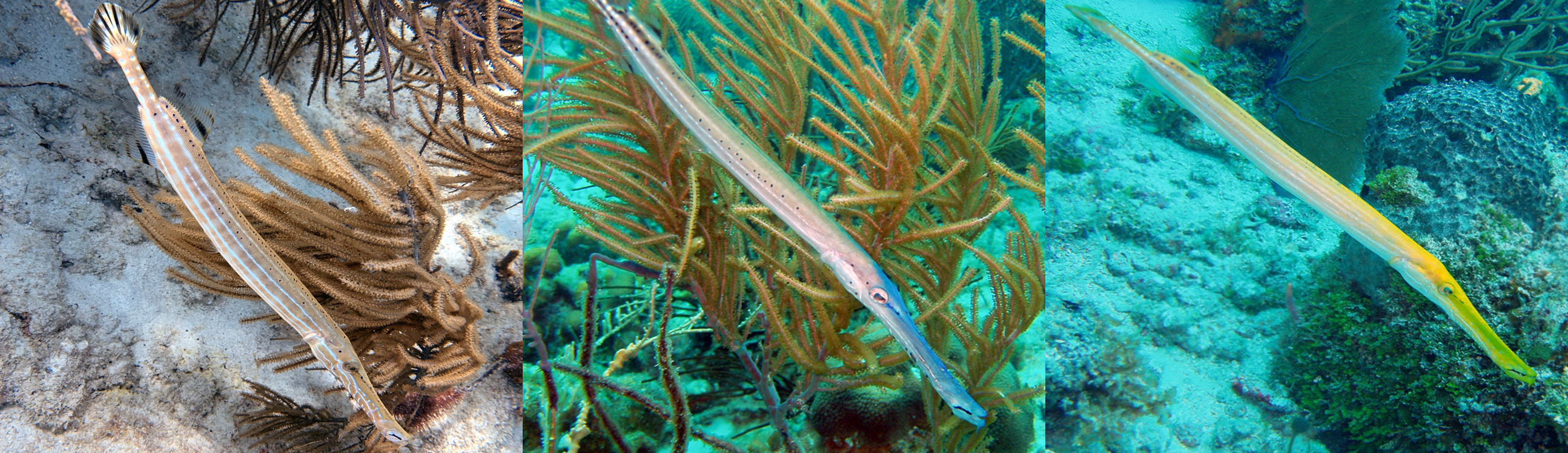 Putative brown, blue and yellow morphs of the trumpetfish, Aulostomus maculatus