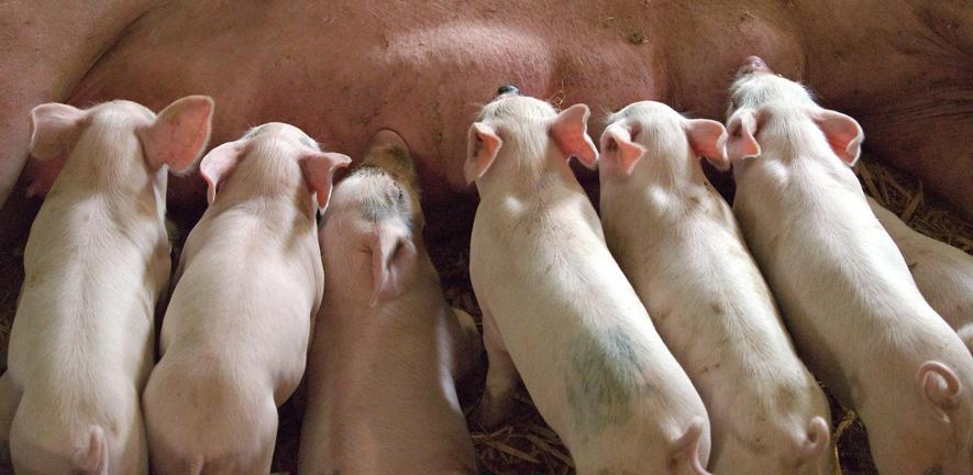 Piglets suckling Piglets suckling
