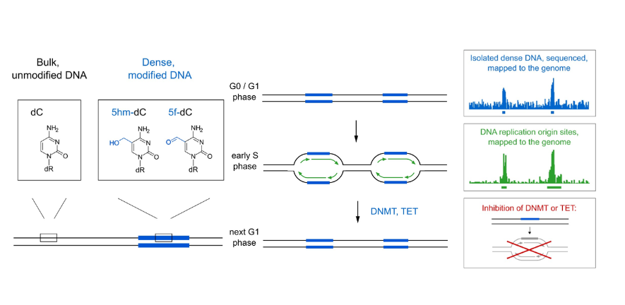 This image highlights the epigenetic modifications that mark human DNA replication start sites before their activation (left), how they are maintained during a DNA replication cycle (middle), and how they have been investigated (right). This image highlights the epigenetic modifications that mark human DNA replication start sites before their activation (left), how they are maintained during a DNA replication cycle (middle), and how they have been investigated (right).