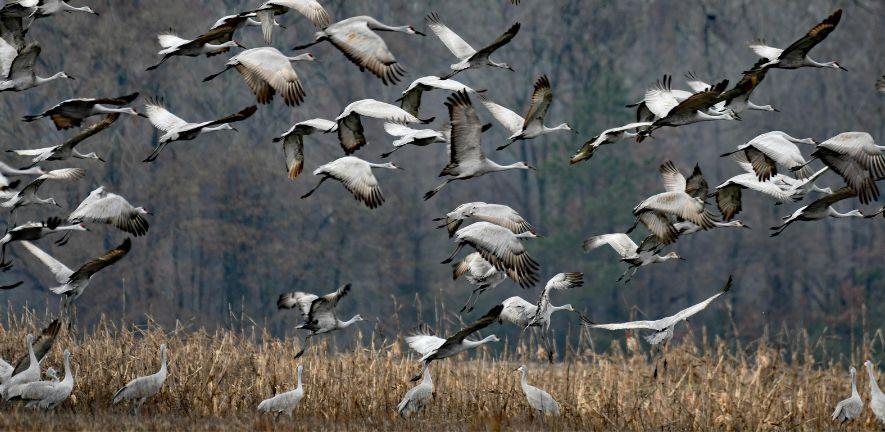 A flock of sandhill cranes taking flight photo: Canva A flock of sandhill cranes taking flight photo: Canva