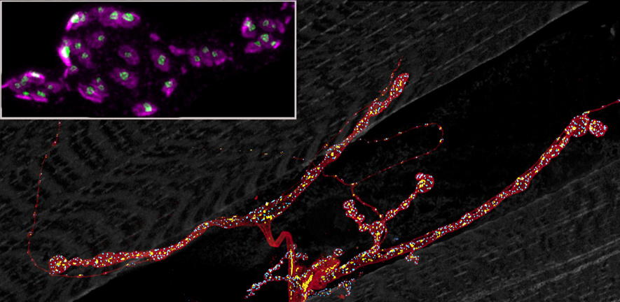 Neuromuscular junction in the Drosophila larva Neuromuscular junction in the Drosophila larva
