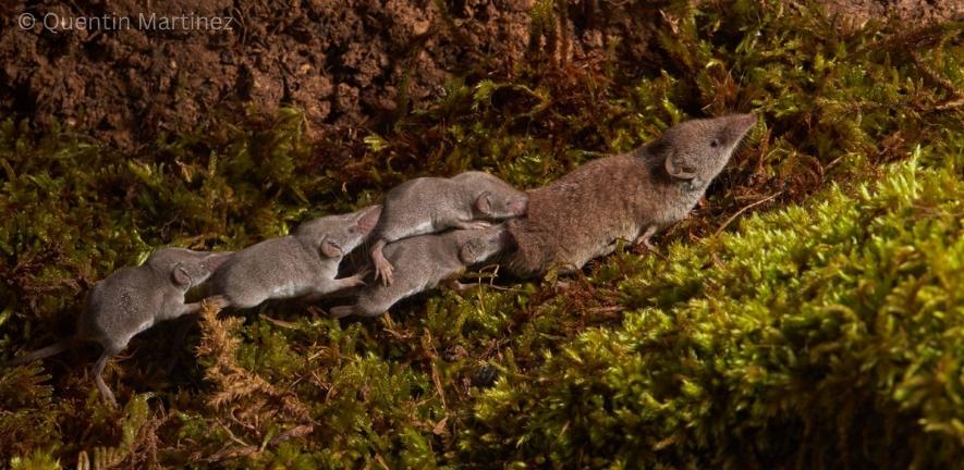 A shrew with its young (photo: Quentin Martinez) A shrew with its young (photo: Quentin Martinez)