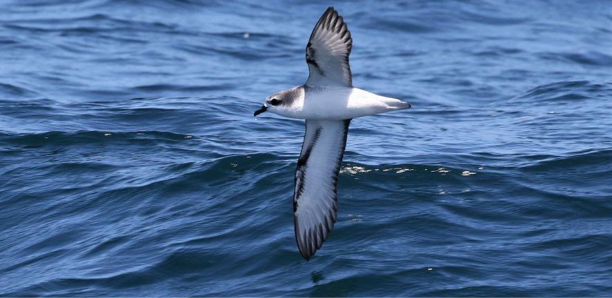 A seabird flies close to the water Photo credit: Paul Donald A seabird flies close to the water Photo credit: Paul Donald