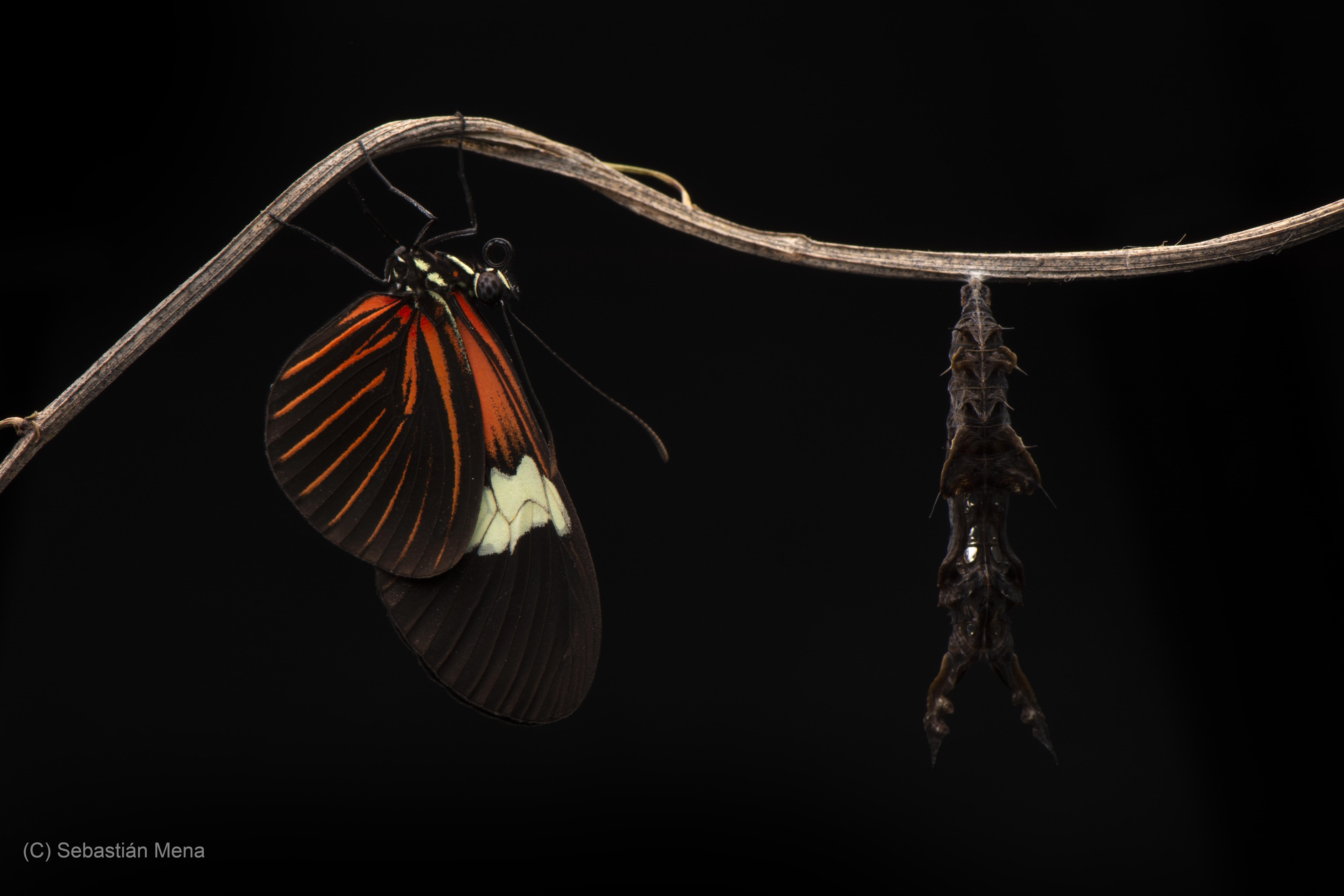 Heliconius erato, adult and pupae; photo by Sebastián Mean