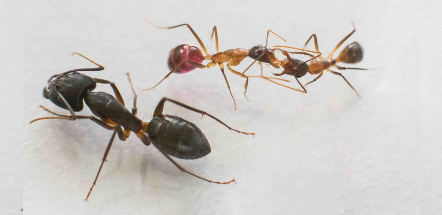 Three ants: two exchanging fluids by mouth and one larger ant standing idly by.
