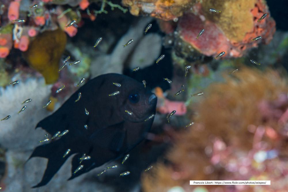 Spiny chromis (Acanthochromis polyacanthus) and offspring by Francois Libert Photo of spiny chromis (Acanthochromis polyacanthus) and offspring