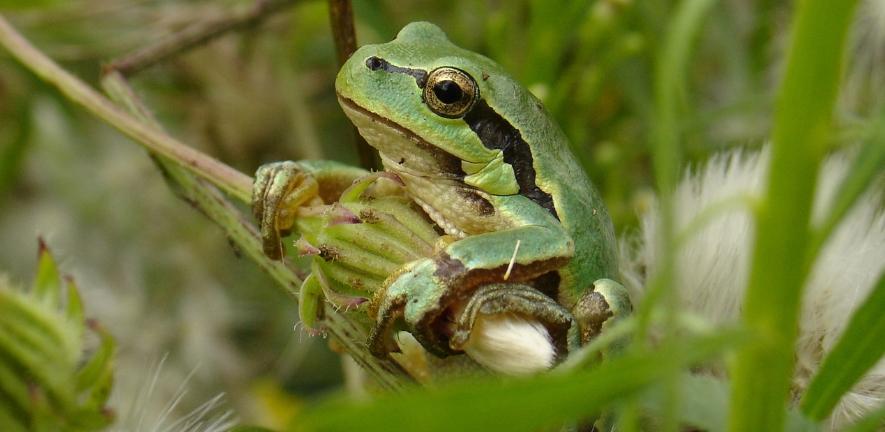 European tree frogs are often accidentally imported with flowers coming into the Netherlands. Credit University of Cambridge European tree frogs are often accidentally imported with flowers coming into the Netherlands. Credit University of Cambridge