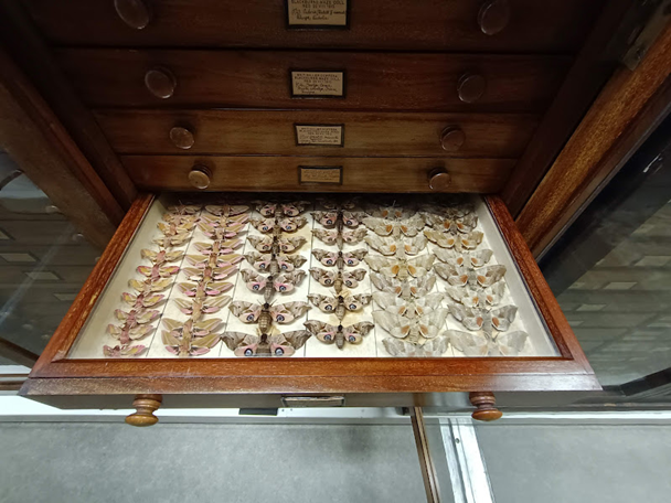 Drawer of Hawkmoths from the University Museum of Zoology’s Insect Collection. Photo Tiffany Ki Drawer of Hawkmoths from the University Museum of Zoology’s Insect Collection. Photo Tiffany Ki