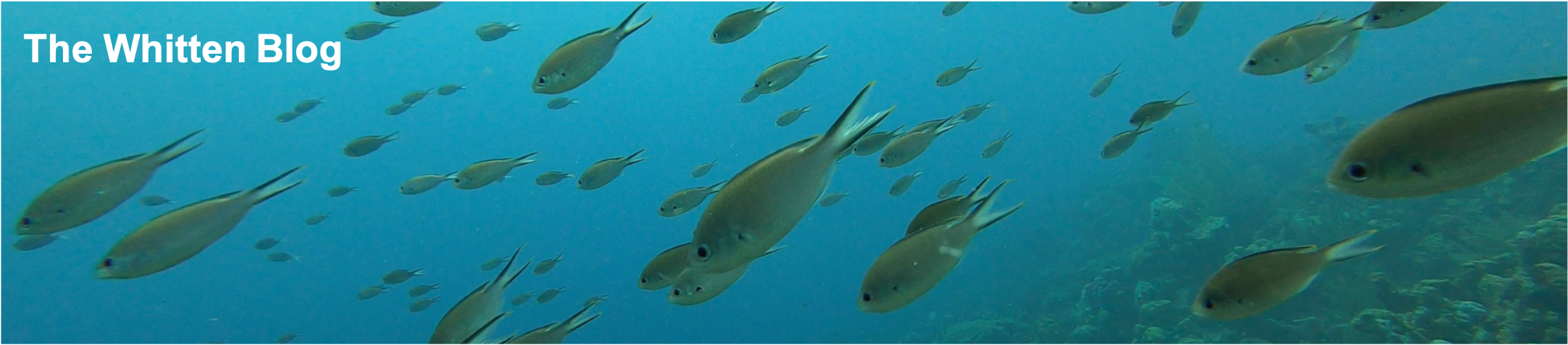Fish swimming Fish swimming