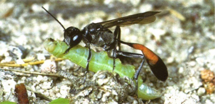 A female digger wasp carries a green caterpillar to feed her young. A female digger wasp carries a green caterpillar to feed her young.