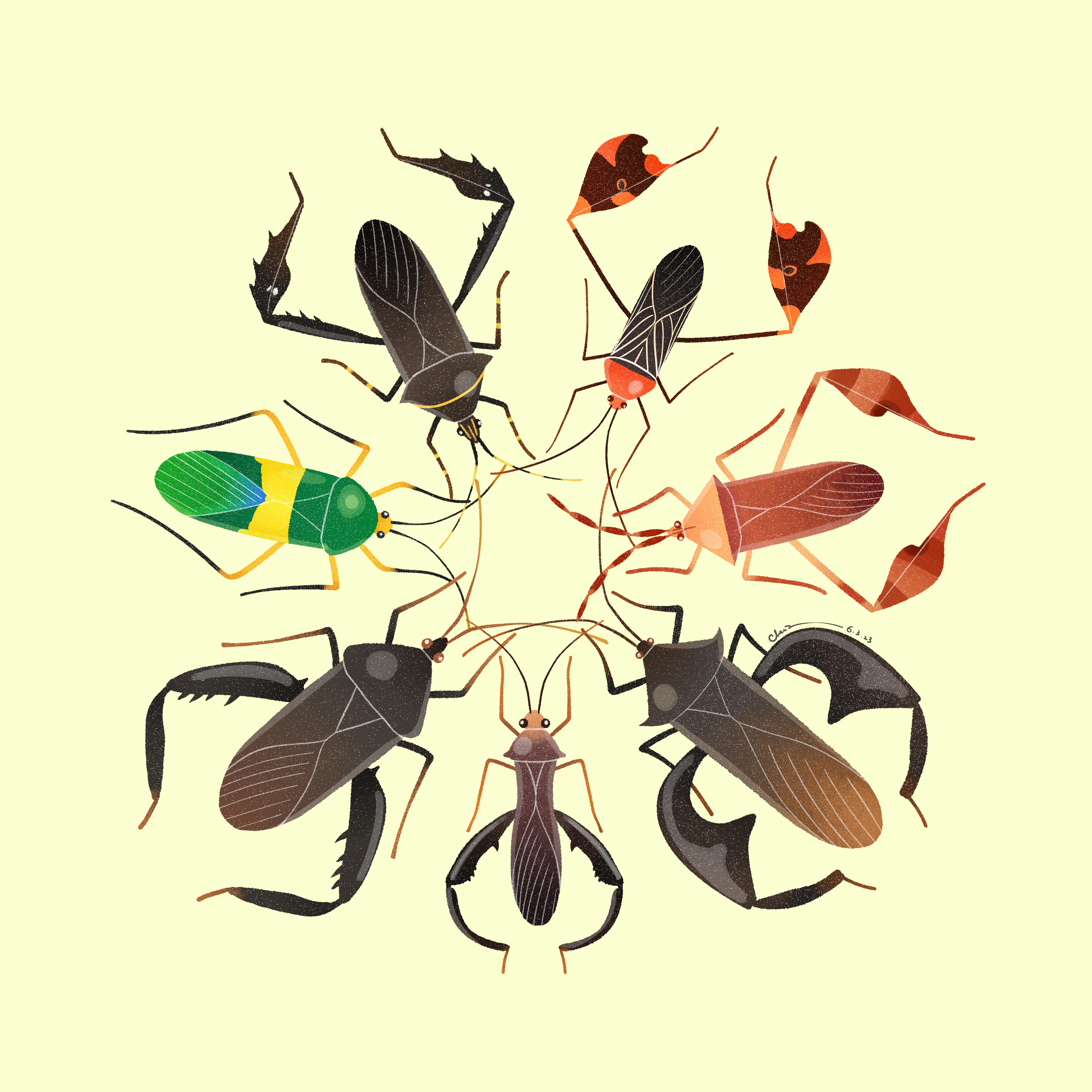 The leaf-footed bug family, Coreidae The leaf-footed bug family, Coreidae