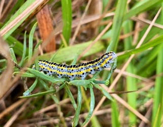 Toadflax brocade moth caterpillar
