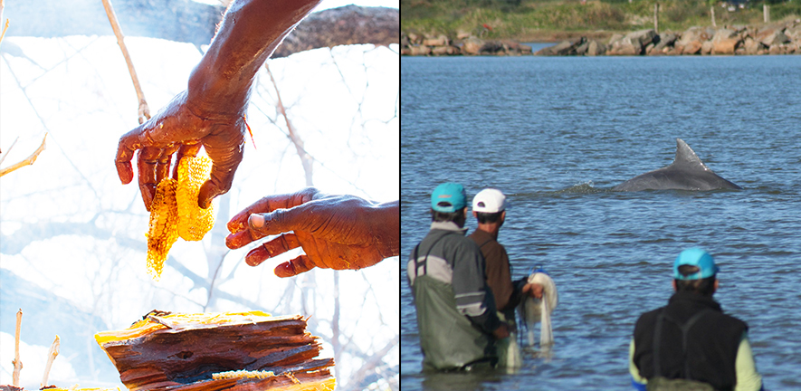 Hands and a full honeycomb and fisher men watching a dolphin