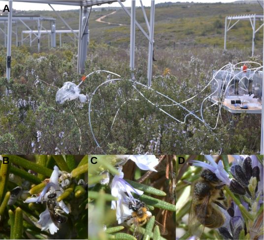(A) Sampling of floral scent in the study site equipped with rainfall exclusion plots and control plots. (B,C) Two wild bee species of small body size and (D) Apis mellifera, the managed honeybee, which has a large body size, collecting floral resources o