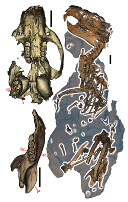 Fossil skeleton of Ischyromys sp. 