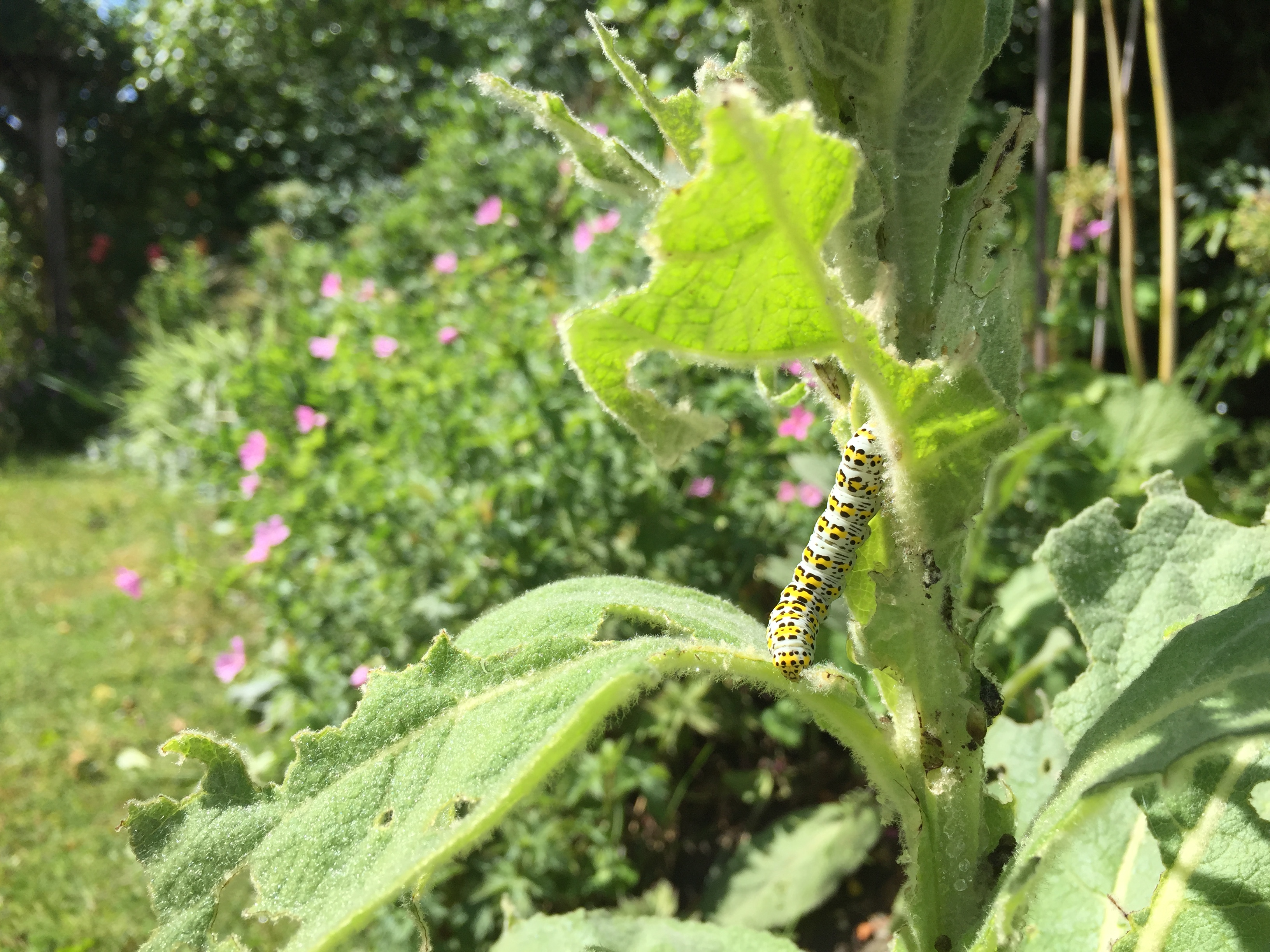 Mullein moth caterpillar in a garden