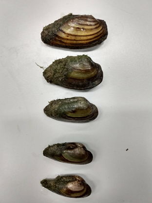 gradient sizes of mussels